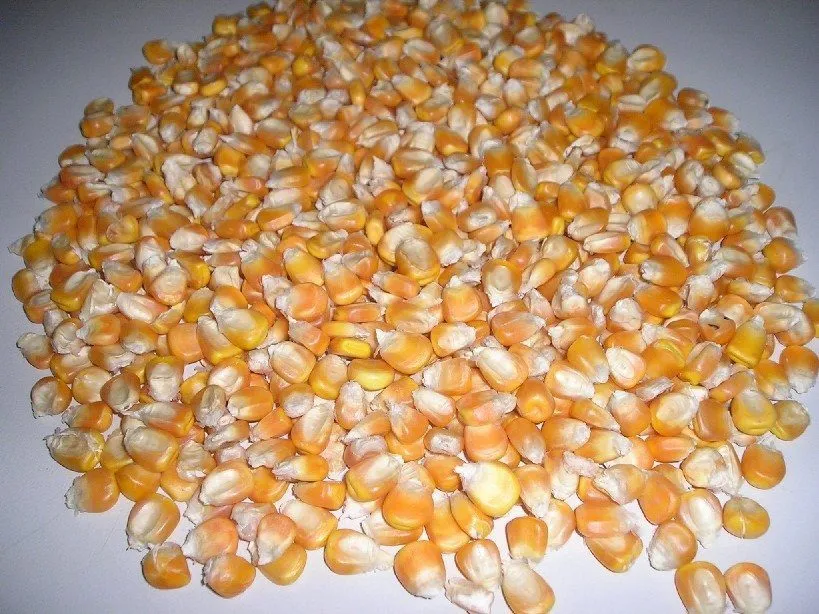 кукуруза - 5000 тн - Суйфэньхэ в Благовещенске