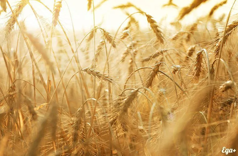 фотография продукта Пшеницу пищевую, представитель завода