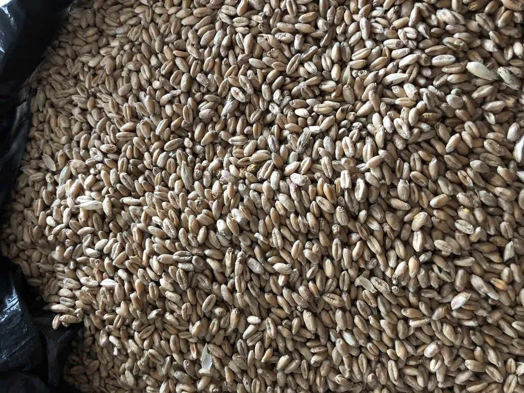 пшеницу (фуражную) Амурскую, урожая 2020 в Благовещенске 2