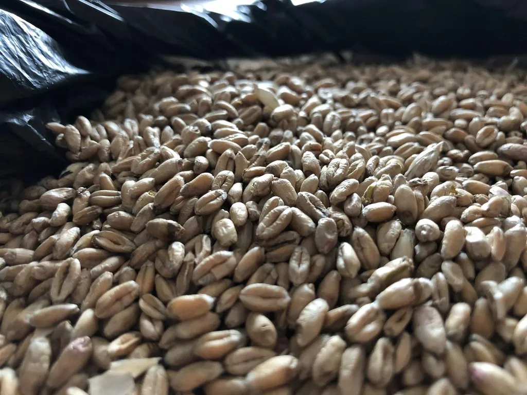фотография продукта пшеницу (фуражную) Амурскую, урожая 2020